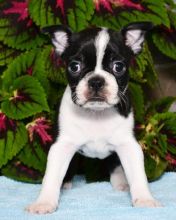 KC Boston Terrier Puppies