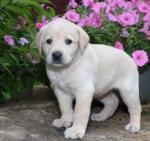 Magnificent Labrador Retriever Puppies For Re-Homing