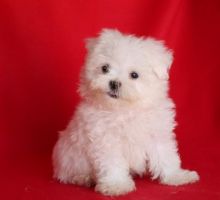 Sensational Maltese Puppies Ready For Adoption