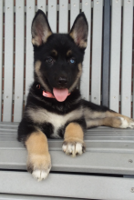 Smart German Shepherd Puppies For Adoption