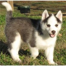 Staggering Siberian Husky Puppies