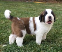 Beautiful St. Bernard Puppies