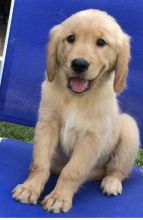 Fantastic Golden Retrievers Puppies for Adoption