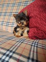 Pedigree Tiny Yorkshire Terrier Parents 1.9kg Txt: (405) 592-7616 Email: munanana0090@gmail.com