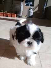 Shih Tzu puppies available Call or text at ☎ (574) 216-3805 ☎