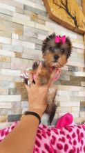 Yorkshire Terrier Ch Blood Kc Reg Girl One Left!!!