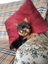 Yorkshire Terrier Pups Txt: (405) 592-7616 Email: munanana0090@gmail.com