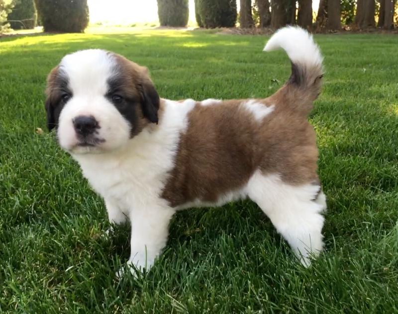 Beautiful St. Bernard Puppies Image eClassifieds4u