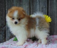 Charming Ckc Pomeranian Puppies Image eClassifieds4U