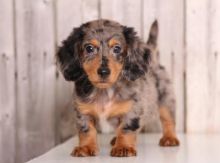 ╬╬╬ Intelligent ✔ Ckc ✔ Dachshund ✔ Puppies ✔ For Re-Homing╬╬╬ Image eClassifieds4u 1