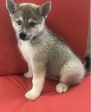 Remarkable Pomsky Puppies For Adoption Image eClassifieds4U