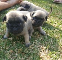 Two Pug Puppies for adoption. Call or text at ☎ (574) 216-3805 ☎ Image eClassifieds4U