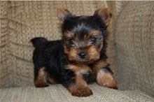 Yorkshire Terrier Pups Txt: (405) 592-7616 Email: munanana0090@gmail.com Image eClassifieds4U