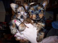 Gorgeous Miniature Yorkshire Terrier Pups Txt: (405) 592-7616 Email: munanana0090@gmail.com Image eClassifieds4U