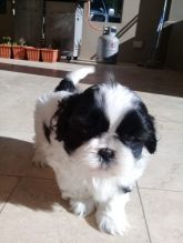 Shih Tzu puppies available Call or text at ☎ (574) 216-3805 ☎ Image eClassifieds4u 2