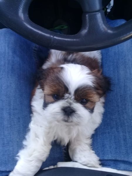 Shih Tzu puppies available Call or text at ☎ (574) 216-3805 ☎ Image eClassifieds4u