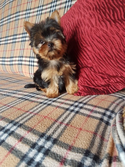 Yorkshire Terrier Boy Puppies Image eClassifieds4u