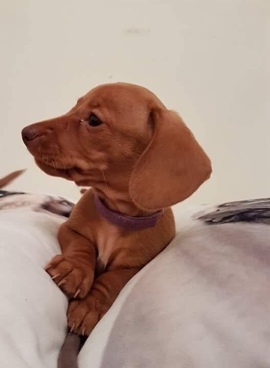Dachshund puppies For Sale Image eClassifieds4u