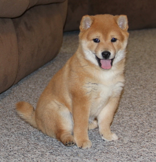 Shiba Inu Puppies For Sale Image eClassifieds4u