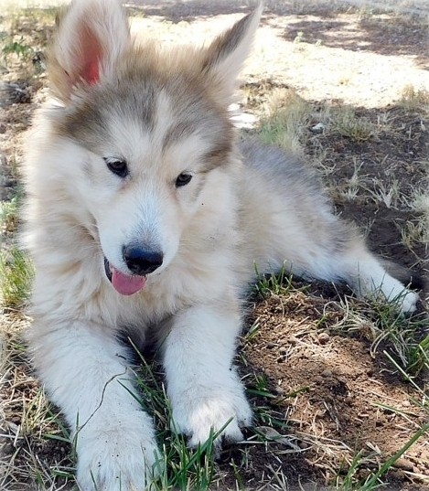Wolf Hybrid Puppies For Sale Image eClassifieds4u