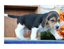 Beagle Puppies For Sale