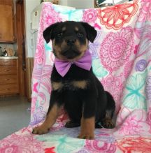 Rottweiler Puppies For Sale