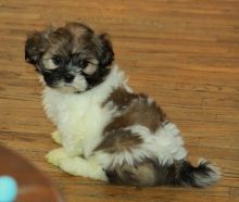 4 shih tzu Puppies ready for a new home now.(204) 818-4386