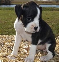 Adorable Boxer Puppies For Sale