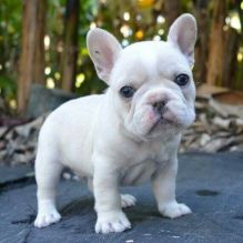 Beautiful Little French Bulldog Puppy