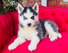 Beautiful Siberian husky puppies.