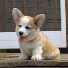 Cute Pembroke Welsh Corgi Puppies For Adoption 🎄🎄Text or call (708) 928-5512