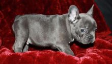 Lovely French Bulldog Puppies For Sale