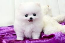 Pure White Pomeranian Ready for New Home