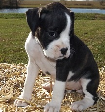 Adorable Boxer Puppies For Sale Image eClassifieds4u