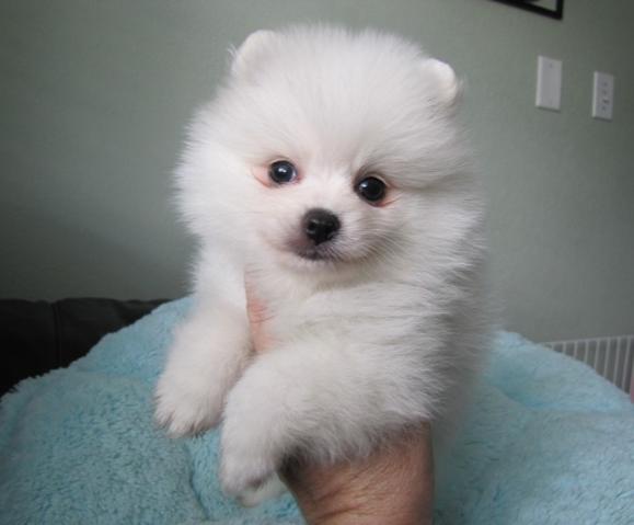 Available Pomeranian Puppies Image eClassifieds4u