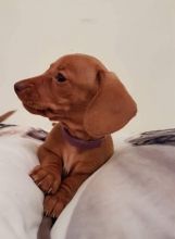 Dachshund puppies For Sale Image eClassifieds4u 2