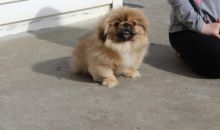 Pekingese Puppies For Sale Image eClassifieds4U