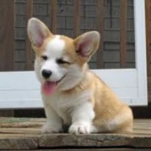 Cute Pembroke Welsh Corgi Puppies For Adoption 🎄🎄Text or call (708) 928-5512 Image eClassifieds4U