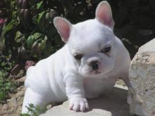 French Puppies For Adoption Image eClassifieds4U
