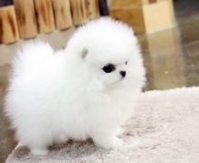 Pedigree Pomeranian Puppies Image eClassifieds4U