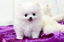 Pure White Pomeranian Ready for New Home Image eClassifieds4U