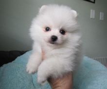 Two Friendly Pomeranian Puppies Image eClassifieds4U