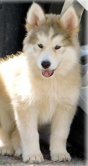 Wolf Hybrid Puppies For Sale Image eClassifieds4u