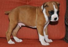 Boxer Puppies For Sale