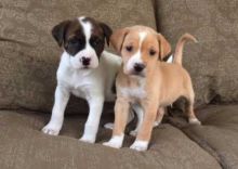 ✔ ✔Fantastic Male ╬ Female ╬ Boxer Puppies ╬ Now Ready ╬ For Adoption✔ ✔