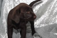 Cute and Adorable Labrador retriever Puppies for Adoption.