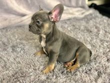 male and female french bulldog puppies 12 weeks old