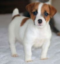 Male and female Jack Russell Puppies Needing new Home