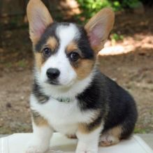 Welsh corgi puppies for adoption