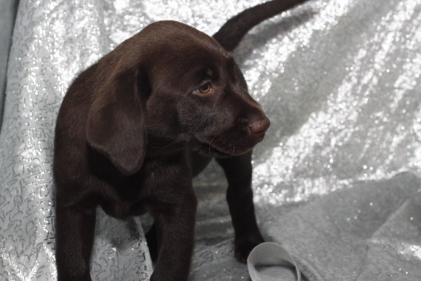 Cute and Adorable Labrador retriever Puppies for Adoption. Image eClassifieds4u
